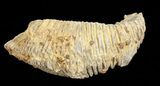 Cretaceous Fossil Oyster (Rastellum) - Madagascar #69620-2